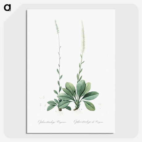 2-67_The-Lilies_picture-crop