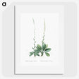 2-67_The-Lilies_picture