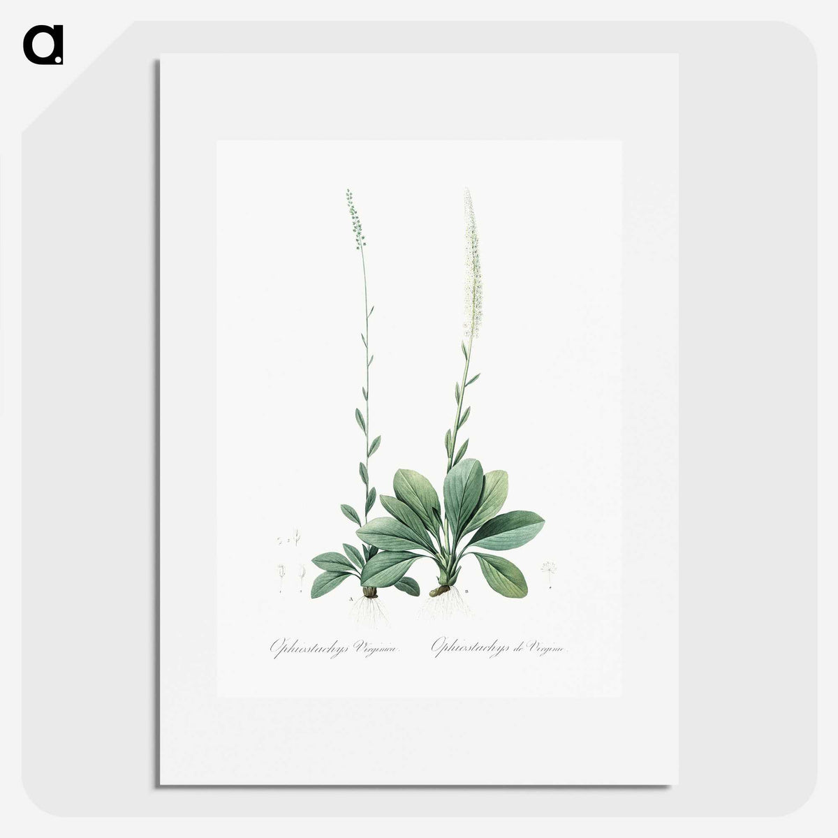 2-67_The-Lilies_picture