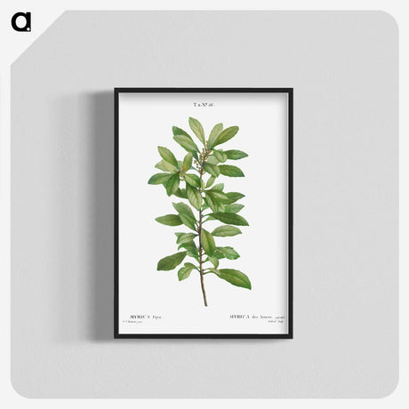 2-67_Treatise-on-Trees-and-Shrubs_blk-crop