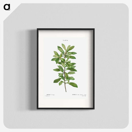 2-67_Treatise-on-Trees-and-Shrubs_blk