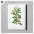2-67_Treatise-on-Trees-and-Shrubs_canvas