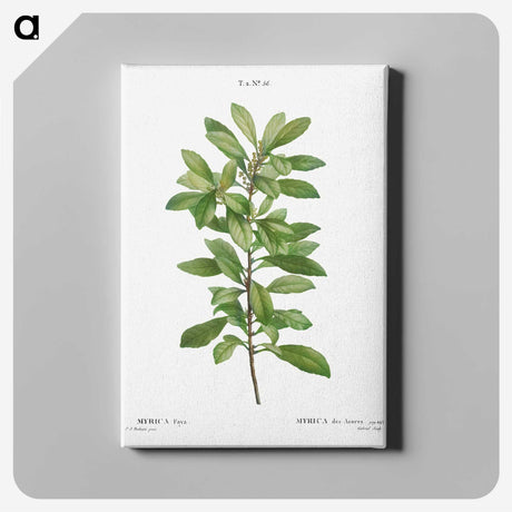 2-67_Treatise-on-Trees-and-Shrubs_canvas