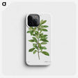 2-67_Treatise-on-Trees-and-Shrubs_phone