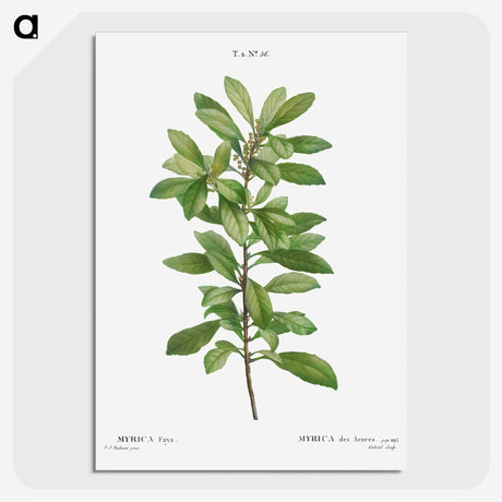 2-67_Treatise-on-Trees-and-Shrubs_picture-crop