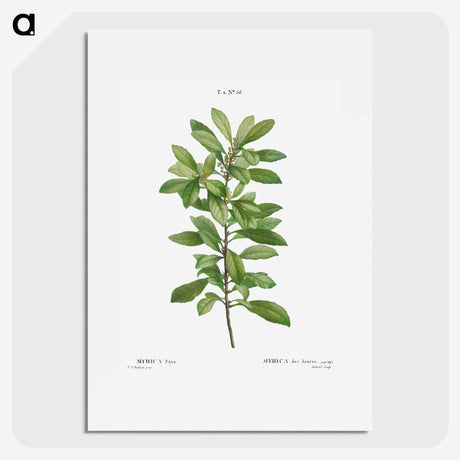 2-67_Treatise-on-Trees-and-Shrubs_picture