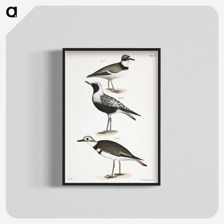 2-67_Zoology-of-New-York_blk-crop