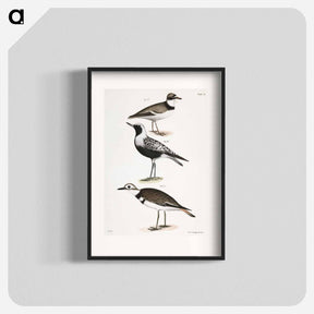 アートポスター-American Ring Plover (Charadrius semipalmatus) 180. Black-breasted Snipe (Charadrius helveticus) 181. Kildeer (Charadrius vociferus) illustration from Zoology of New York by . Origina - ニューヨークの動物学 Poster.