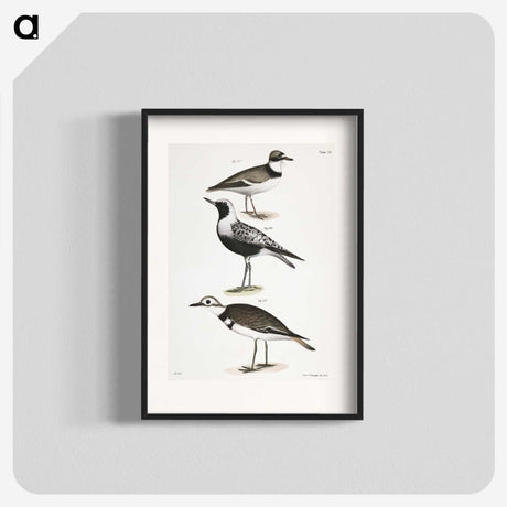2-67_Zoology-of-New-York_blk