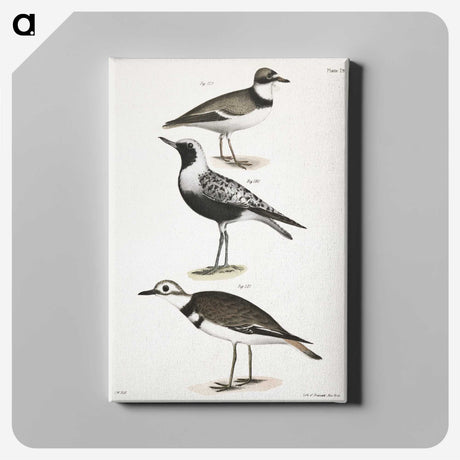 2-67_Zoology-of-New-York_canvas