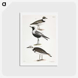 2-67_Zoology-of-New-York_hagaki