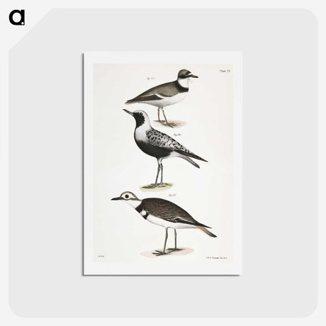 2-67_Zoology-of-New-York_hagaki