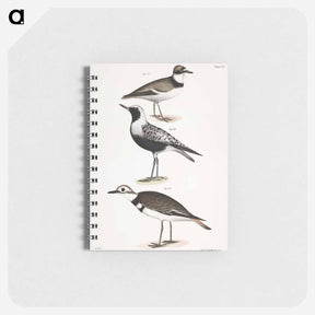 アートメモ帳-American Ring Plover (Charadrius semipalmatus) 180. Black-breasted Snipe (Charadrius helveticus) 181. Kildeer (Charadrius vociferus) illustration from Zoology of New York by . Origina - ニューヨークの動物学 Memo.