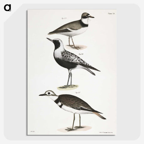 2-67_Zoology-of-New-York_picture-crop