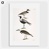 American Ring Plover (Charadrius semipalmatus) 180. Black-breasted Snipe (Charadrius helveticus) 181. Kildeer (Charadrius vociferus) illustration from Zoology of New York by . Origina - ニューヨークの動物学 Poster.