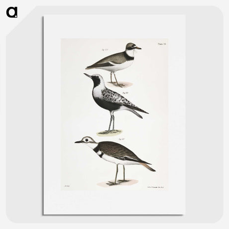 2-67_Zoology-of-New-York_picture