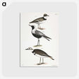 2-67_Zoology-of-New-York_postcard