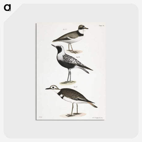2-67_Zoology-of-New-York_postcard