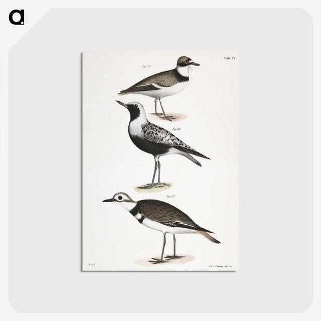 2-67_Zoology-of-New-York_postcard