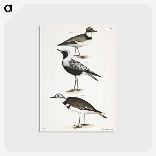 アメリカヒバリ - ニューヨークの動物学 Postcard.
