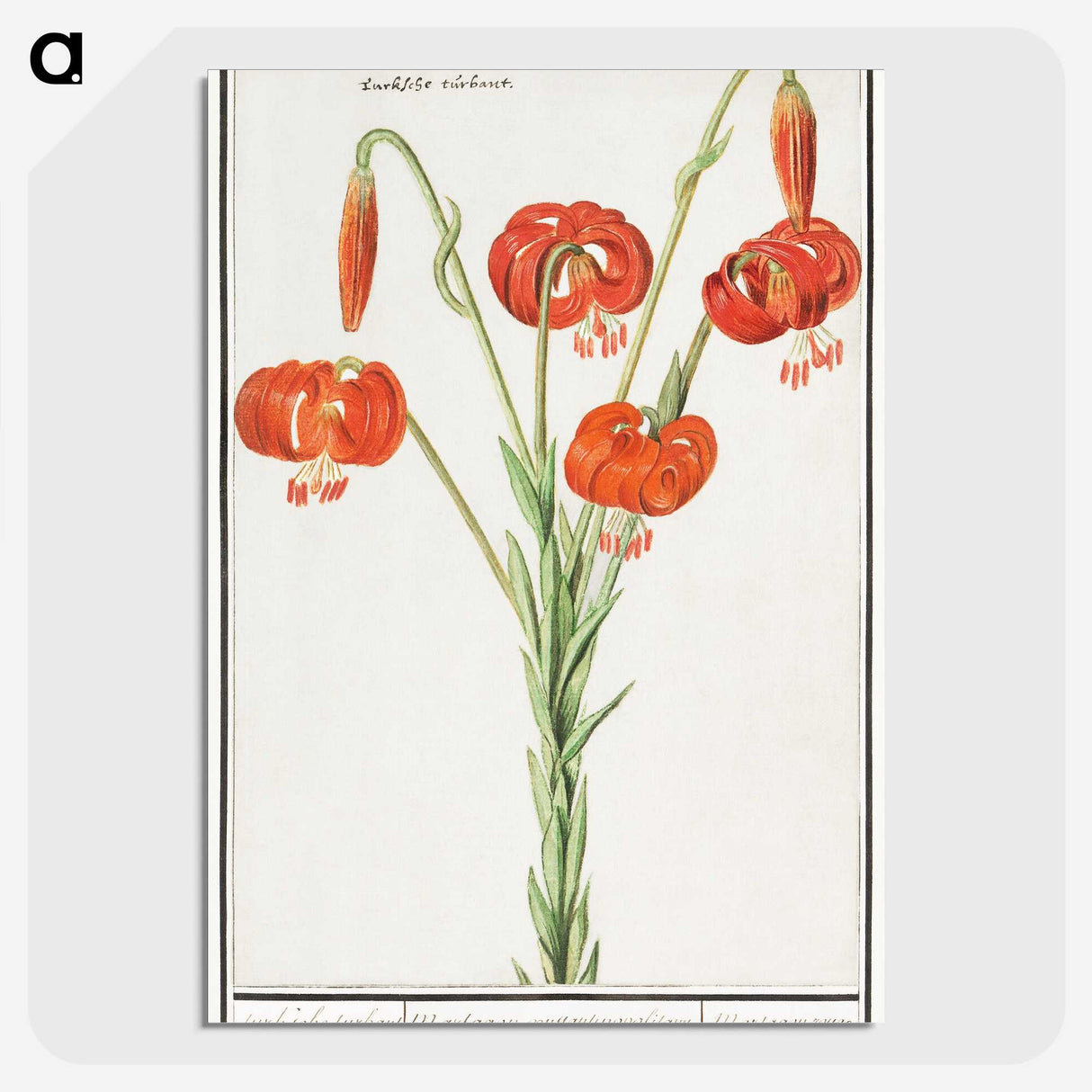 2-68_Anselmus-Boetius-de-Boodt_picture-crop