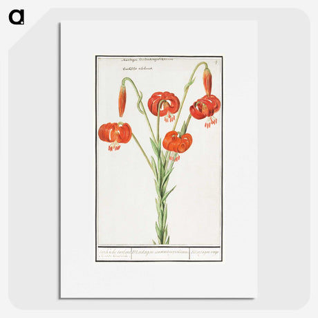 2-68_Anselmus-Boetius-de-Boodt_picture