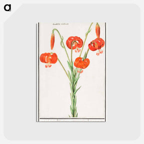 アートポストカード-Red lily - アンセルムス ボエティウス デ ブート Postcard.