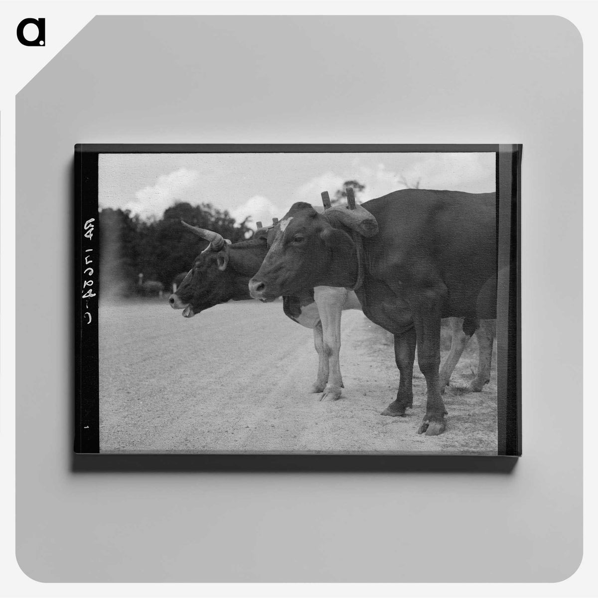 2-68_Dorothea-Lange_canvas