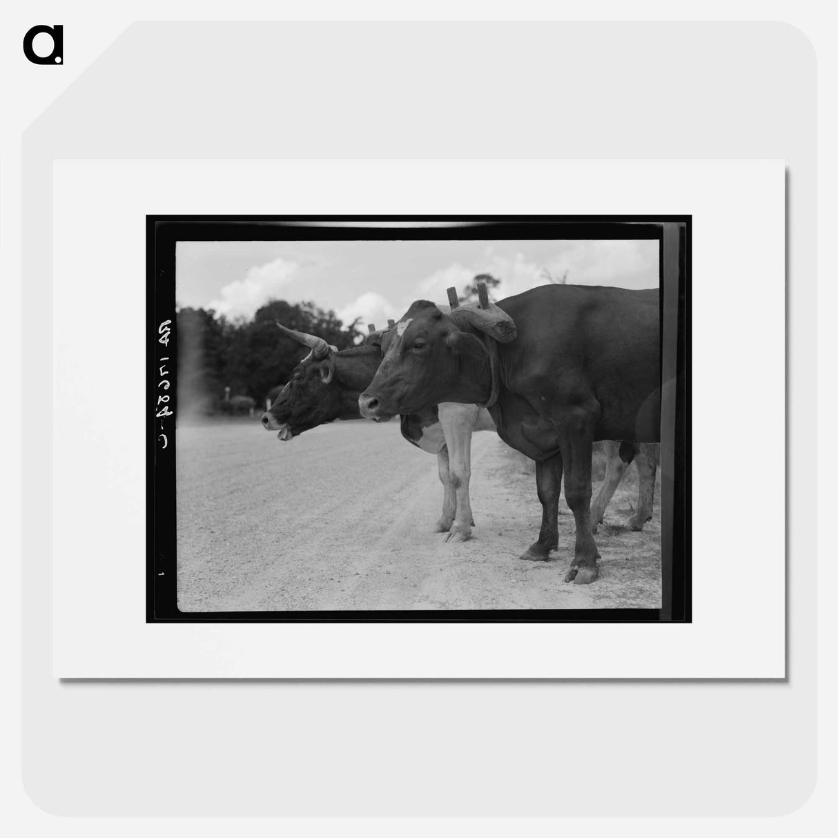 Ox team that hauls pulpwood - Dorothea Lange Poster.