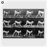 2-68_Eadweard-Muybridge_picture-crop