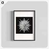 2-68_Ernst-Haeckel_blk