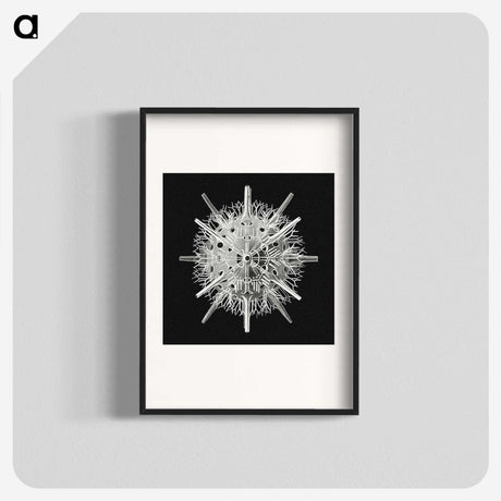 2-68_Ernst-Haeckel_blk