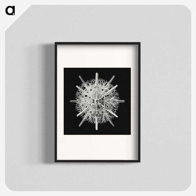 2-68_Ernst-Haeckel_blk