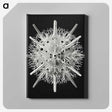 2-68_Ernst-Haeckel_canvas