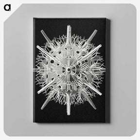 2-68_Ernst-Haeckel_canvas