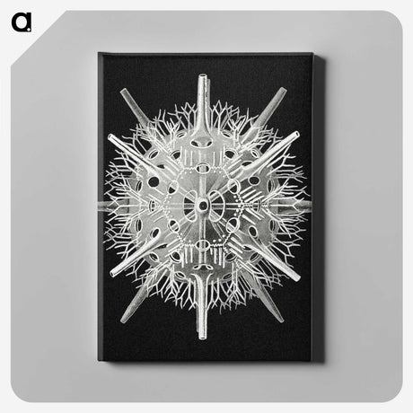 2-68_Ernst-Haeckel_canvas