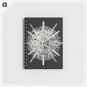 2-68_Ernst-Haeckel_memo