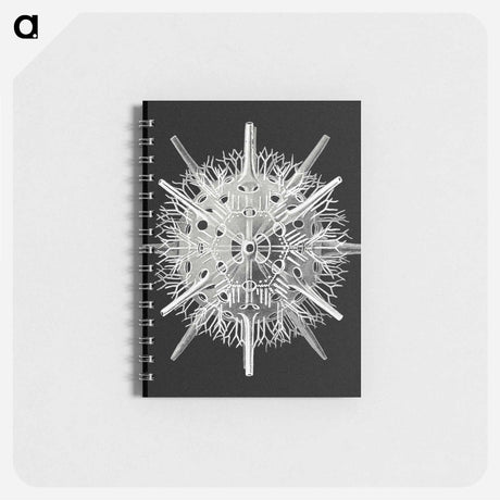 アートメモ帳-Vintage marine life illustration - エルンスト ヘッケル Memo.