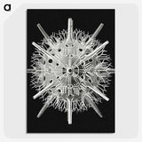 2-68_Ernst-Haeckel_picture-crop