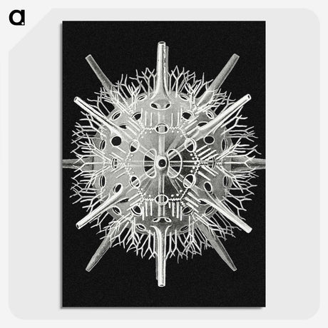 2-68_Ernst-Haeckel_picture-crop