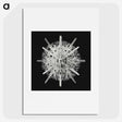 2-68_Ernst-Haeckel_picture