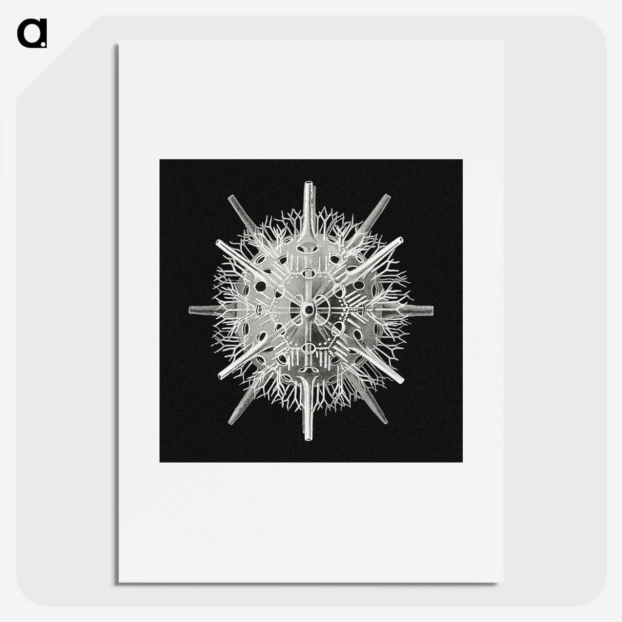 2-68_Ernst-Haeckel_picture