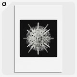 2-68_Ernst-Haeckel_picture