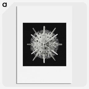 2-68_Ernst-Haeckel_picture