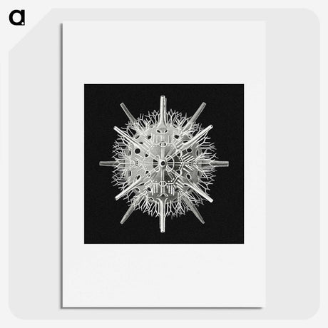 2-68_Ernst-Haeckel_picture