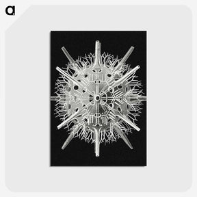 2-68_Ernst-Haeckel_postcard
