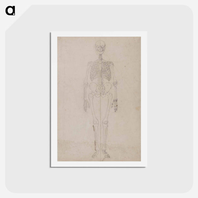 アートポストカード-Human Skeleton, Anterior View
 - ジョージ スタッブス Postcard.