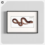 2-68_Ichtyologie-ou-Histoire-naturelle_blk