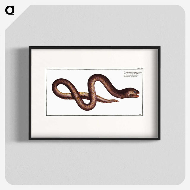 2-68_Ichtyologie-ou-Histoire-naturelle_blk
