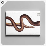 2-68_Ichtyologie-ou-Histoire-naturelle_canvas